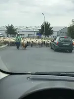 Gegenverkehr kommt näher.webp