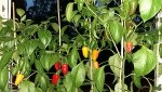 20170830_203323.jpg