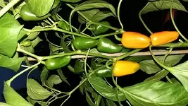 20170830_203341.webp