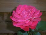 P1010861rose.jpg