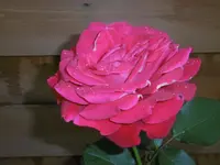 P1010861rose.webp
