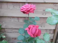 P1010860rose.webp