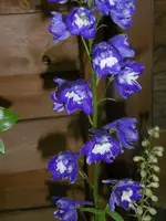 P1010862rittersporn.webp