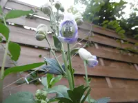 P1010859eisenhut.webp