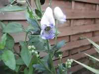 P1010858eisenhut.webp