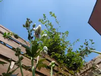 P1010851eisenhut.webp