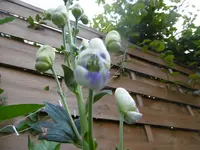 P1010850eisenhut.webp