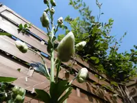 P1010845eisenhut.webp
