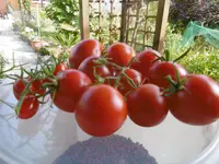 P1010846tomaten.webp