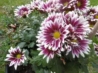 P1010848chrysantheme.webp