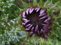 DSCF2684 (2).webp
