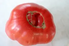 Gregori Altai 750g 0107.webp