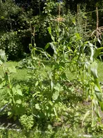 P8300476.webp