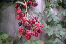 IMGP1500.webp