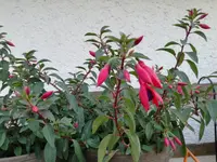 IMG_20170901_155359.webp
