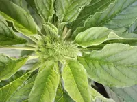 IMG_20170829_064831.webp