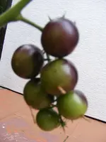 Tomi4.webp