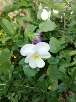 2017-09-01 17.31.20.webp