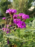 2017-09-01 17.37.54.webp