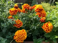 2017-09-01 17.41.31.webp