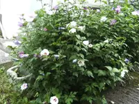 BILD8097.webp