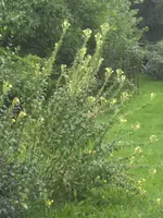 BILD8099.webp