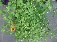 P1030344.webp