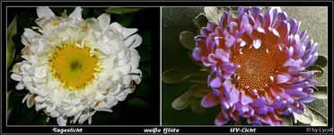 F050.webp