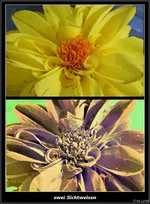 F051.webp