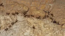 Höhlenheuschrecken.webp