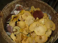 009_1024x768.JPG