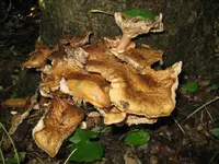 007_1024x768.JPG