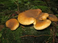001_1024x768.JPG