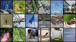 August 2017 Geflatter - Copy.webp