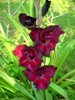 DSCI0665.webp