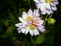 DSCI0662.webp