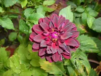 DSCI0670.webp