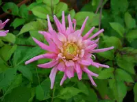 DSCI0671.webp