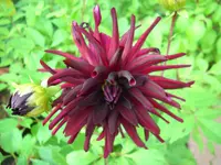 DSCI0673.webp
