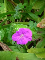 DSCI0669.webp