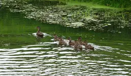 Entenfamilie P1070143.webp