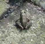 Frosch P1070022.webp