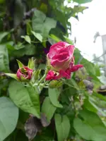 P1080318.webp