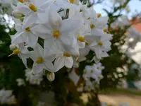 P1010575.webp