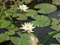 DSC02254.webp
