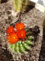 Parodia mairanana 2.webp