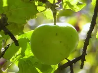 Apfel krachsauer.webp