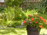 Blick zum Teich.webp