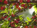 Cotoneaster Früchte.jpg