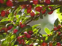 Cotoneaster Früchte.webp